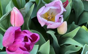 Cvjećari otkrivaju trik: Uradite ovo i tulipani će vam duže trajati