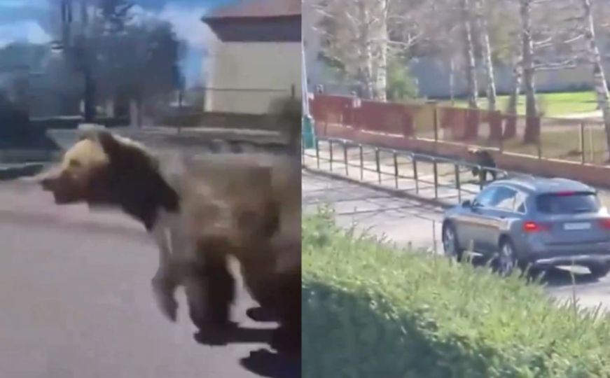 Razjareni medvjed trčao ulicom u Slovačkoj i ranio pet osoba: Ubijen 10 dana nakon divljanja