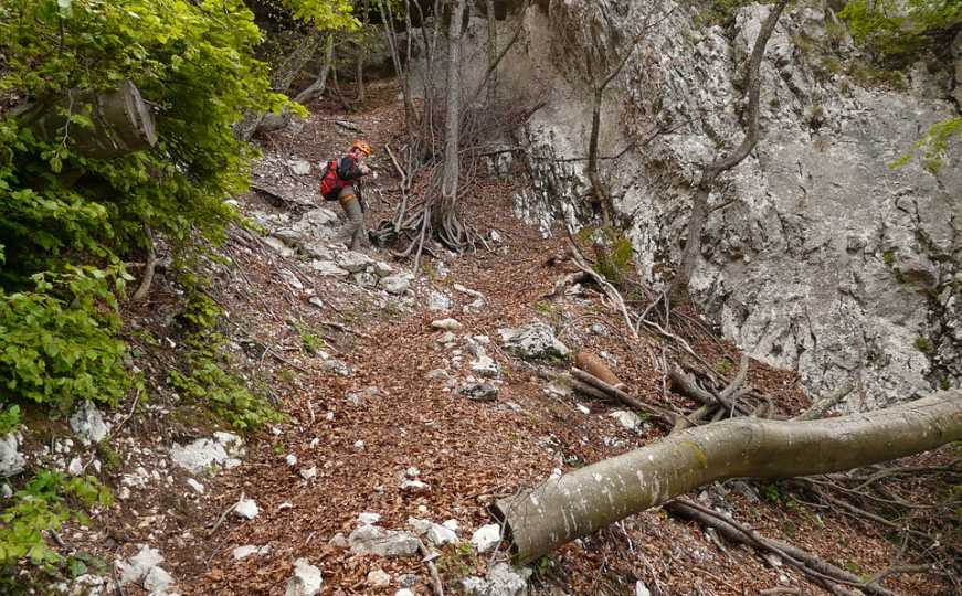 Nesreća u BiH: Muškarca (65) usmrtilo drvo prilikom sječe u šumi