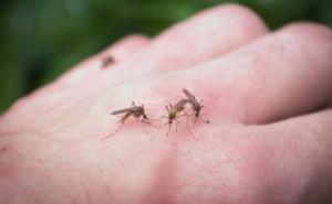 Savjeti za nadolazeću sezonu: Uz ove biljke riješite se komaraca jednom zauvijek