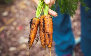 Otkrijte jednostavan trik za uzgoj obilja mrkve u vašem vrtu