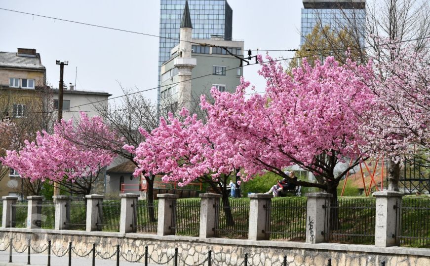 Buđenje ranog proljeća: Ružičasta čarolija u centru Sarajeva