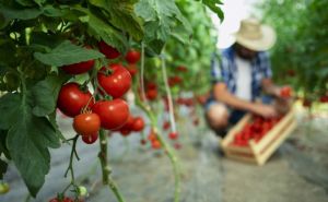 Tajna za uspješan uzgoj paradajza: Kako ostatak ovog napitka može transformisati vaš vrt