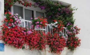 Bujan zeleni kutak: Ove biljke su idealne za uzgoj na zasjenjenom balkonu