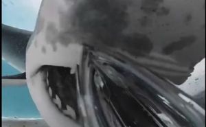 Viralni snimak: Ajkula skoro progutala kameru koja je ostala upaljena