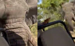 Snimljen užasan trenutak: Slon ubio turistkinju na safariju