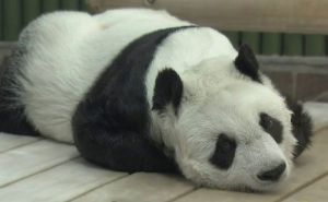 Uginula Tan Tan, najstarija divovska panda u Japanu