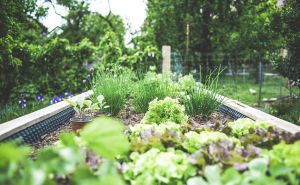 Jedna kašika ove smjese može zamijeniti razna gnojiva: Pospite po vrtu i uživajte u obilnoj žetvi