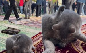 Nesvakidašnja situacija: Za vrijeme Bajram-namaza u džamiji među vjernicima se okotila mačka