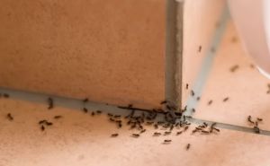 Znate li zašto nalazite mrave u kadi? Odgovor će vas iznenaditi - 'oni mogu to osjetiti'