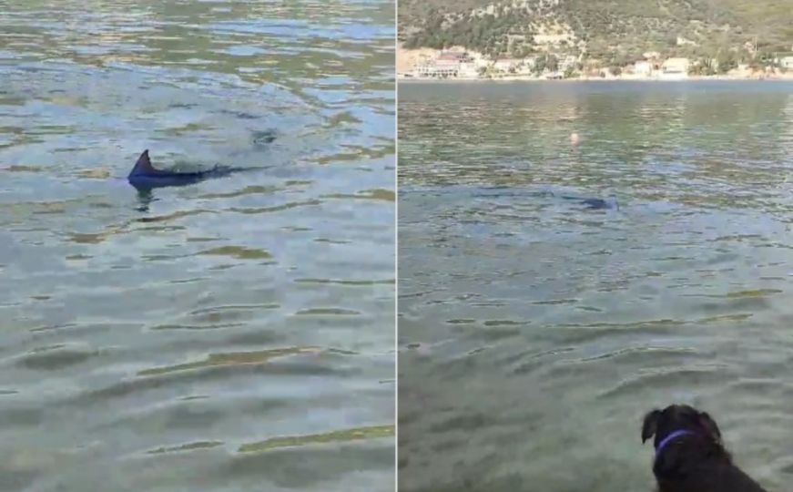 Snimka iz Dubrovnika koja je mnoge iznenadila: ‘Vidim peraju, a to nije morski pas....?‘