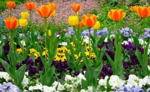 Odlični savjeti za bujniji vrt: Kako da bašta bude puna cvijeća?