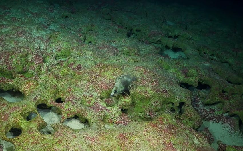 Istraživači otkrili ogromnu podvodnu planinu sa nepoznatim bićima: Pogledajte šta su snimili