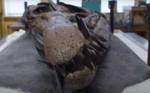 Naučnici pronašli lobanju zastrašujućeg morskog čudovišta: Ovako nešto još nisu vidjeli