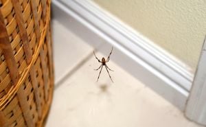 Kako se riješiti pauka iz doma? Otkrijte biljku čiji im miris ne odgovara