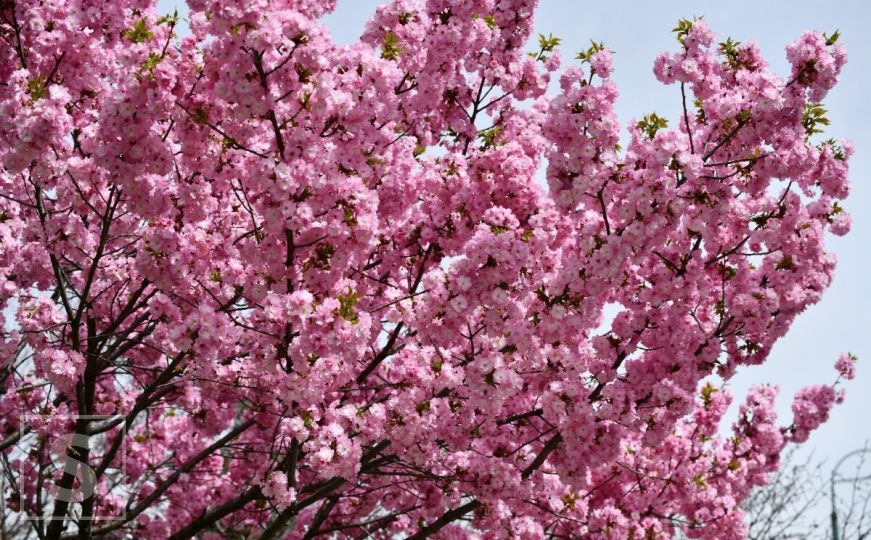 Lijepe vijesti: Zabilježen nagli pad polena alergenih biljaka u zraku