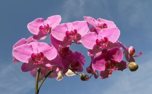 Jedna česta greška koju mnogi rade može brzo dovesti do propadanja orhideja