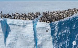 Pogledajte fascinantan prizor: 700 mladih pingvina skakalo s litice
