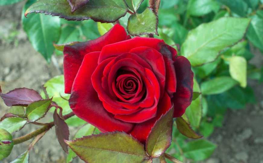 Osvježite vaše ruže: Napravite ovo u svom vrtu i svi će im se diviti