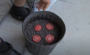 Narezao paradajz na kolutove i stavio ih u zemlju, nakon 2 sedmice rezultati su iznenađujući