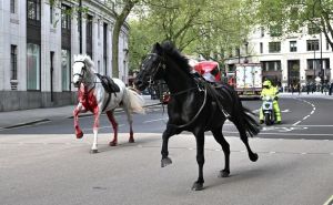 Zastrašujući prizori iz Londona: Konji trčali centrom grada, jedan od njih udario u autobus