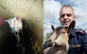 Sarajevski heroji: Vatrogasci izvukli mladunče koze iz bunara i predali ga vlasniku