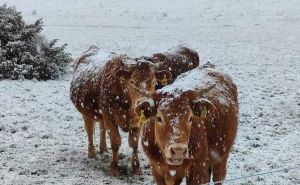 Snijeg u BiH: Ispraćaj goveđe zime