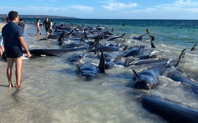 Oko 160 kitova nasukalo se na australskoj obali, stručnjaci ih pokušavaju spasiti