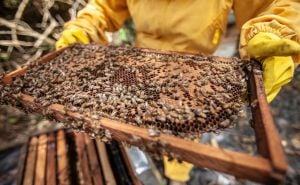 Pčelari iz BiH u borbi za opstanak: Nesreća na pruzi prijeti kolapsom medne proizvodnje