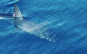Horor u moru: Plivao je nedaleko od obale kad ga je napao morski pas, mislili su prvo da je srčani