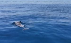 Lijepi prizori delfina u Dubrovniku