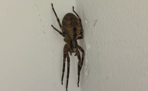 Zašto biste trebali prestati ubijati pauke u svojoj kući?