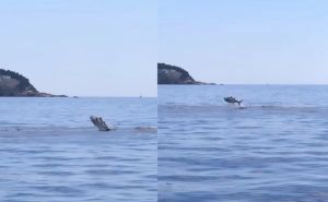 Tuna iznenadila posjetioce grada na Jadranskom moru: Doplivala je skoro do plaže