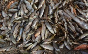Ekološka katastrofa u Vijetnamu: Uginulo čak 200 tona ribe zbog nezapamćene vrućine