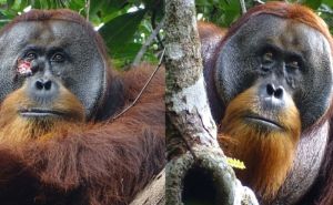 Čudesno otkriće: Naučnici snimili orangutana kako radi nešto što smo dosad vidjeli samo kod ljudi