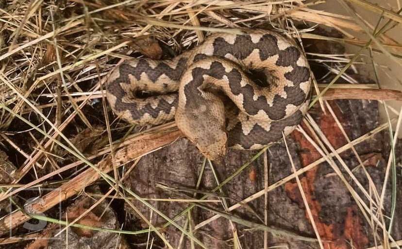 U Hrvatskoj se namnožile opasne zmije: "Baš su velike, svako malo ih vidim"