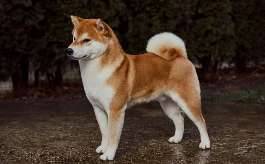 World Dog Show 2024: Najljepša Shiba Inu na svijetu iz Bosne i Hercegovine