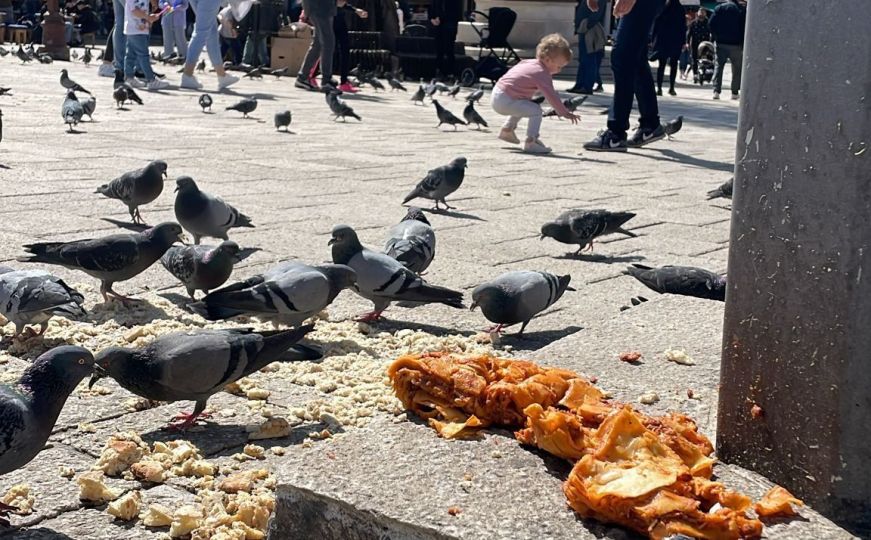 Evo kako ćete se riješiti golubova i zaštititi svoj vrt