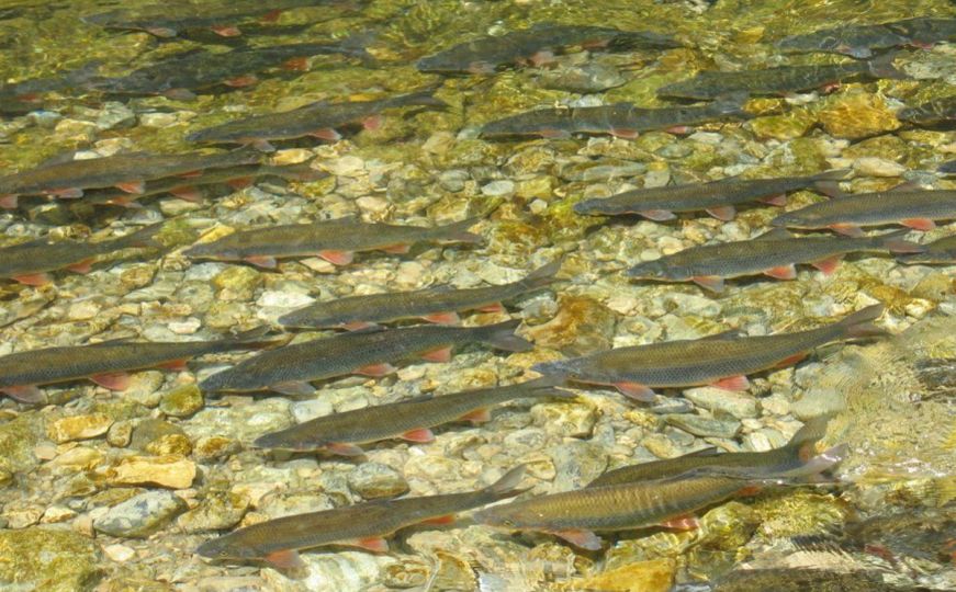 Rijedak prirodni fenomen nalazi se u pritokama Sane: Ovo će oduševiti mnoge u BiH