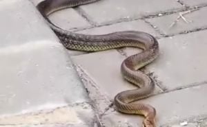 Neugodan susret: Zagrepčanin ugledao strašnu zmiju u podrumu, sledio se kad je vidio