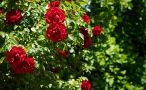 Napravite ovaj pripravak od prirodnih sastojaka: Ruže će vam bolje rasti i neće obolijevati