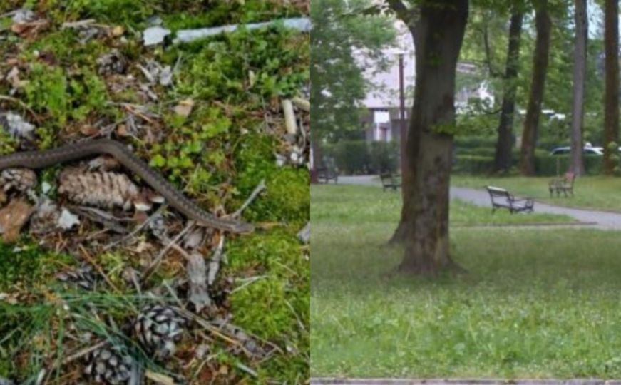 Zmije uočene u još jednom gradskom parku u BiH: Stručnjaci izašli na teren, ovo su savjeti građanima
