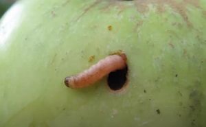 Uvijek pregledajte voće da li ima crva u sebi: Evo šta će se desiti ako ga slučajno pojedete