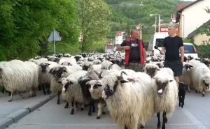Posljednji bh. nomad sa svojih 1.200 ovaca ide kroz BiH