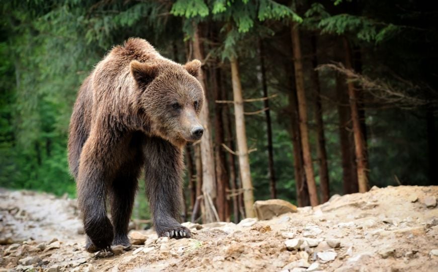 Anketa zapalila društvene mreže: Žene rekle da bi radije bile u šumi sa medvjedom nego muškarcem