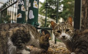Bravo, ljudi: Mačke kod sarajevske džamije Ferhadija dobile hranilicu i pojilicu