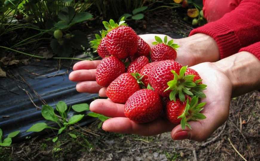 Recept za velike i slatke jagode: Pola kašike ovoga podržava rast tokom cvatnje