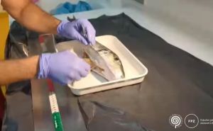 Naučnici secirali najotrovniju ribu Jadrana: 'Ima toliko toksina da može ubiti 30 ljudi'
