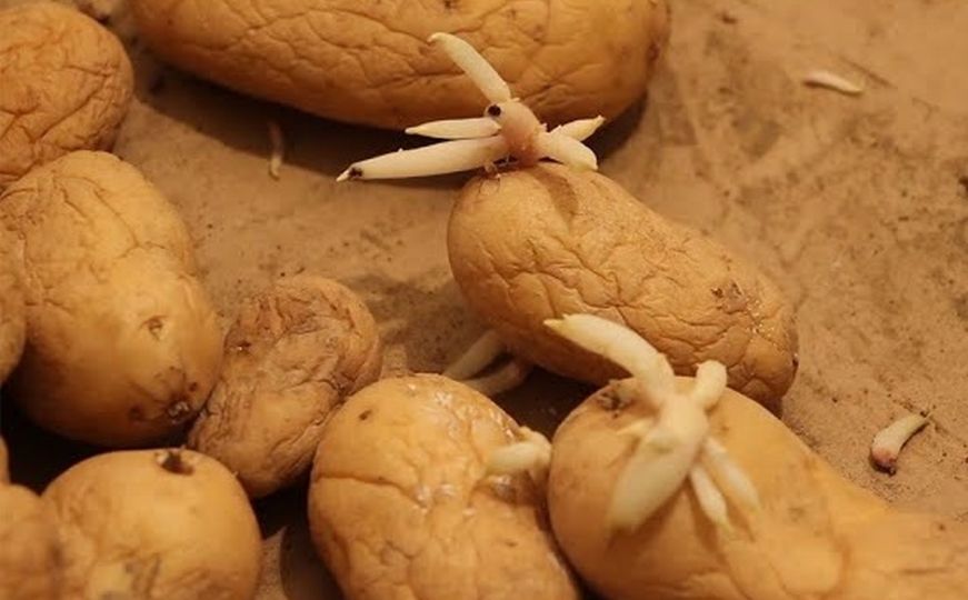 Kako spriječiti klijanje krompira: Isprobajte fantastični trik