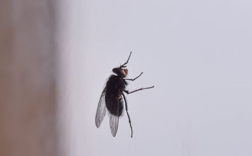 Ova smjesa će vam pomoći da se riješite insekata: Jednostavna za napraviti i jeftina